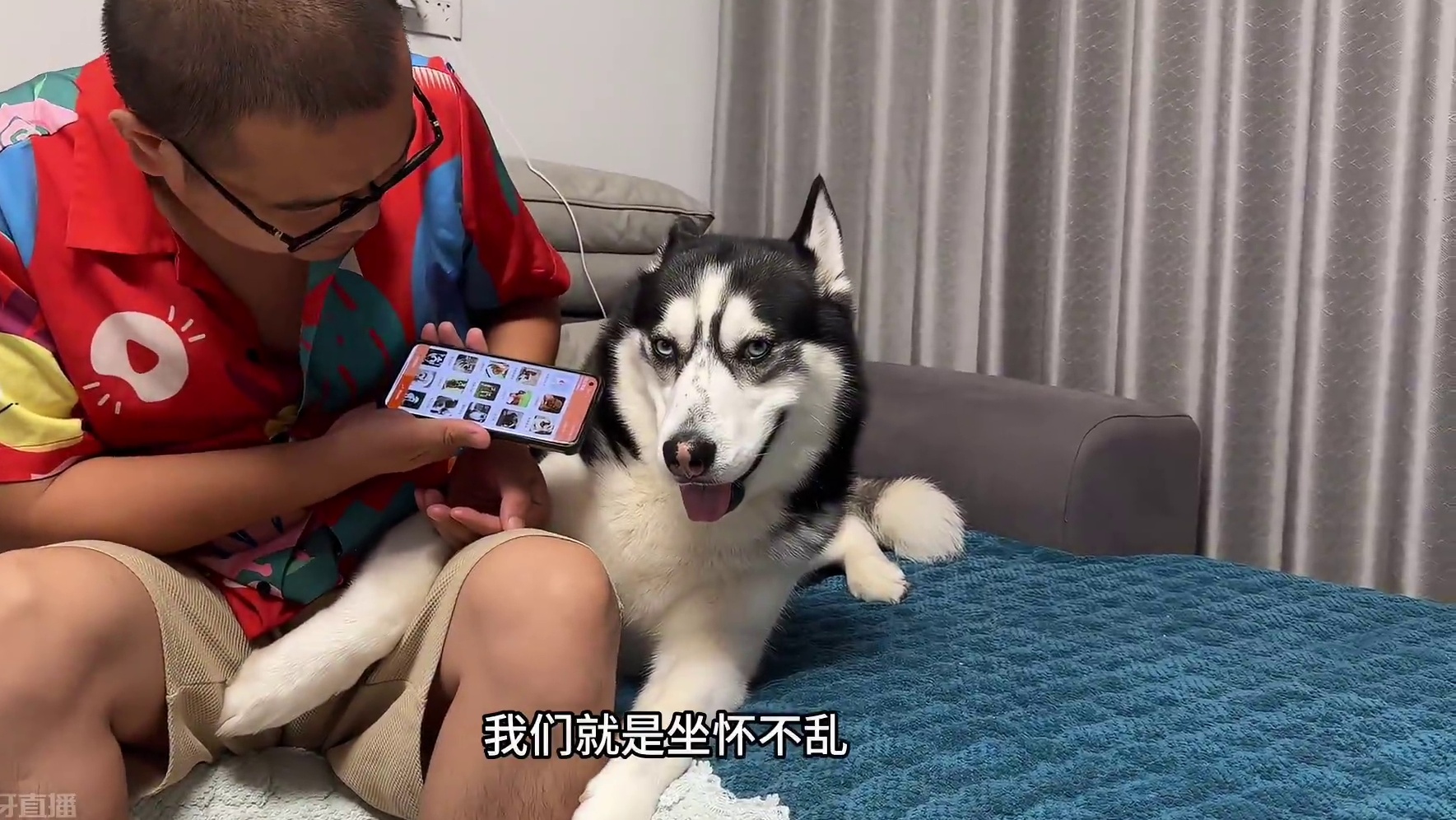 二哈从百条狗狗中选媳妇，当二哈听到藏獒的声音后，你们都别笑 #二哈 #哈士奇 #萌