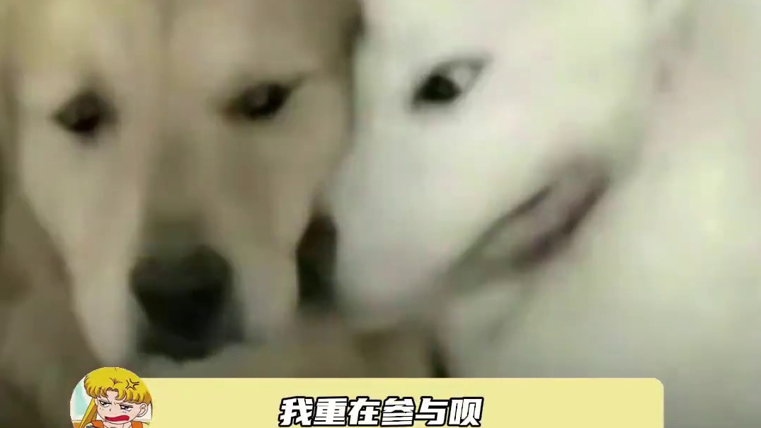 再来一句：感谢我爸联合研发