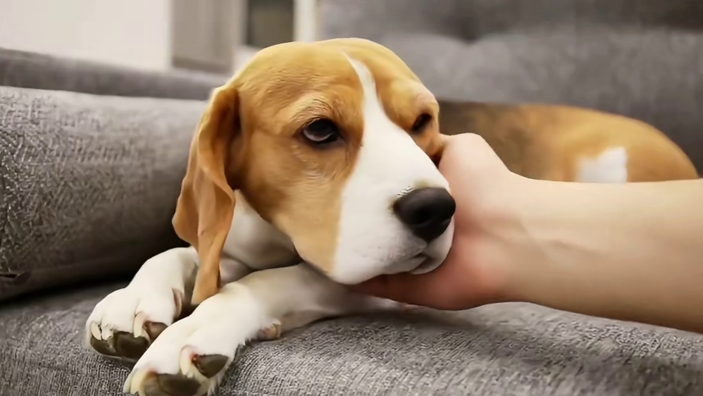 神秘“猫君”与热忱“狗友”，你的心为谁而动？