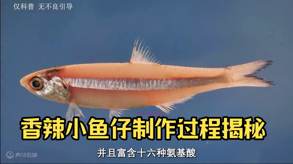 香辣小鱼仔一口下去，麻辣鲜香有嚼劲，很是过瘾#小鱼仔 #科普 #制作过程