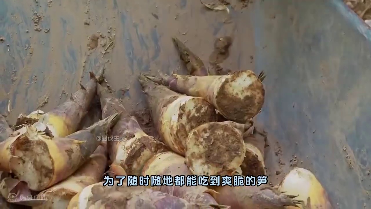 惊雷原切嫩笋，还原竹笋本来的鲜香，每一包足都有半斤多 #食品加工 #笋干 #地方特产 #DOU上热门