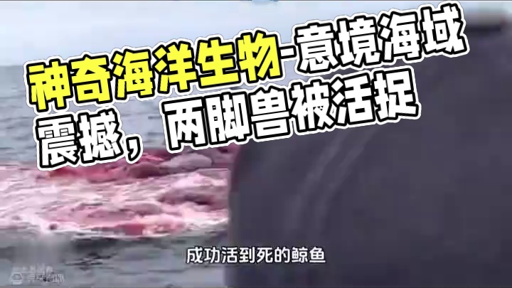 #奇妙的海洋生物