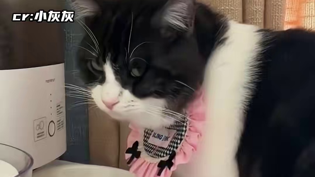 猫猫：我真的不吃香菜！！！#猫猫 #可爱到爆炸 #萌宠