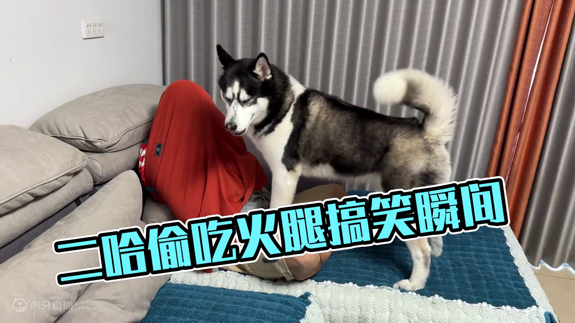 主人偷吃狗狗火腿被二哈抓个正着，下一秒大家憋住别笑，太惨了 #萌宠出道计划 #二哈