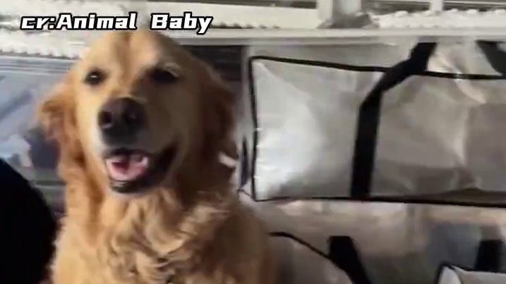 老抽：一定要走吗！！唉，早说了让你不要跟他谈恋爱！！#狗狗 #万万没想到 #狗狗的心思都写在脸上了