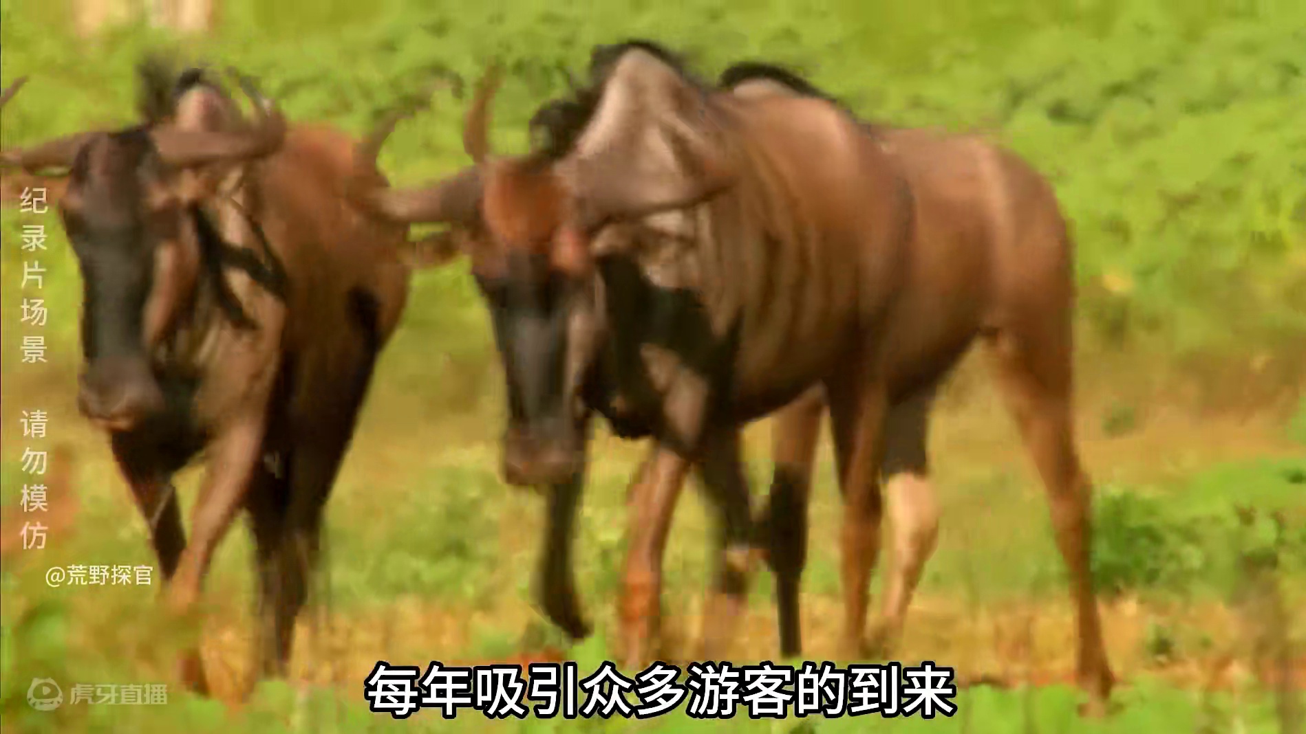 野外生存 这是谁的部将竟如此勇猛，野外抓捕二师兄，吃上高蛋白的巨大蛋，串烤嘎嘣脆的蚂蚱，不知道的还以