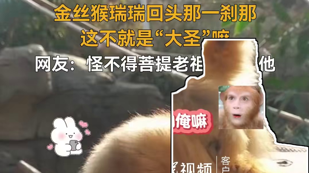 【】1月29日，江苏。金丝猴瑞瑞回头那一刹那太萌了，毛茸茸的外表神似“大圣”。网友：怪不得菩提老祖那
