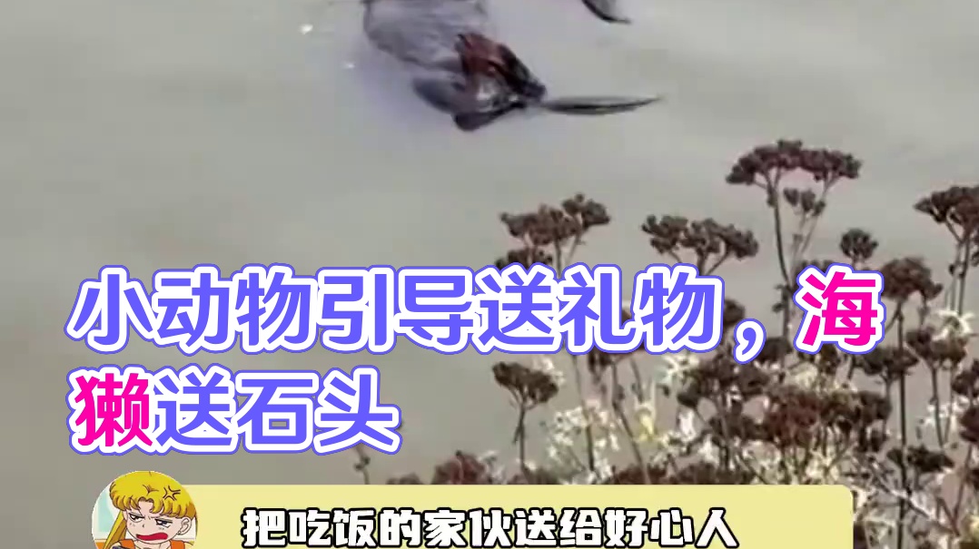 人引导，不去。小动物引导，它们不会骗人