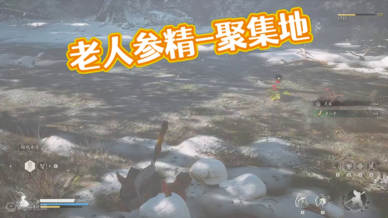 老人参精-人参精聚集地