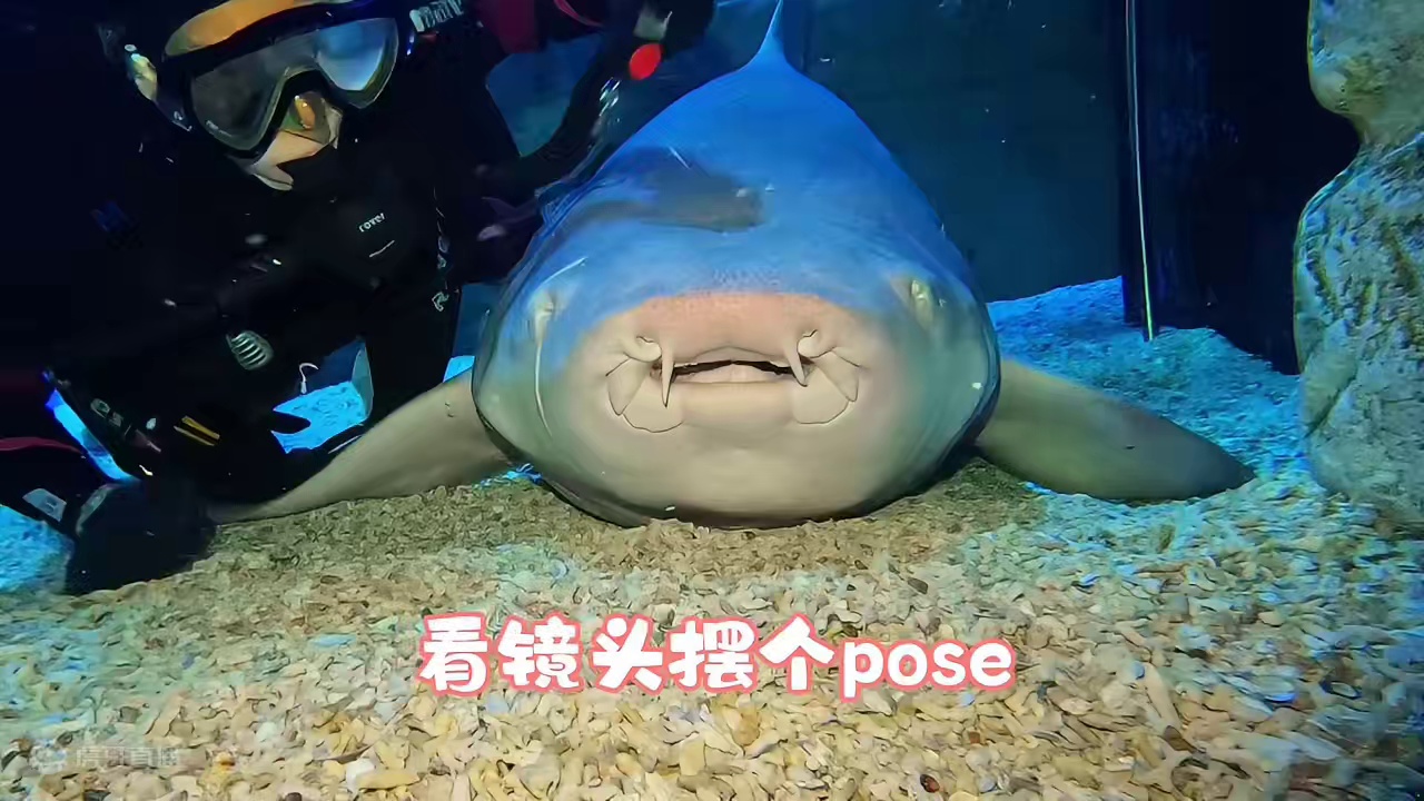 你笑一下嘛 #动物的迷惑行为 #奇妙的海洋生物 #护士鲨