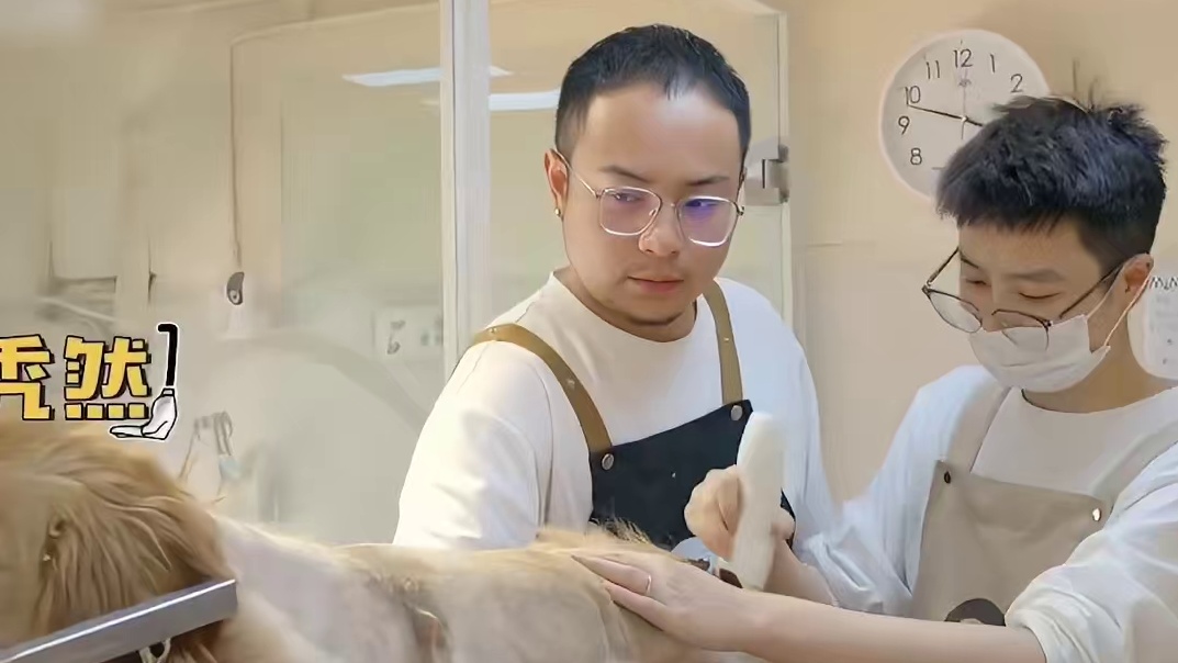 #黄子韬  领养的金毛现状，被爱真的会疯狂长出血肉#跟我走吧
