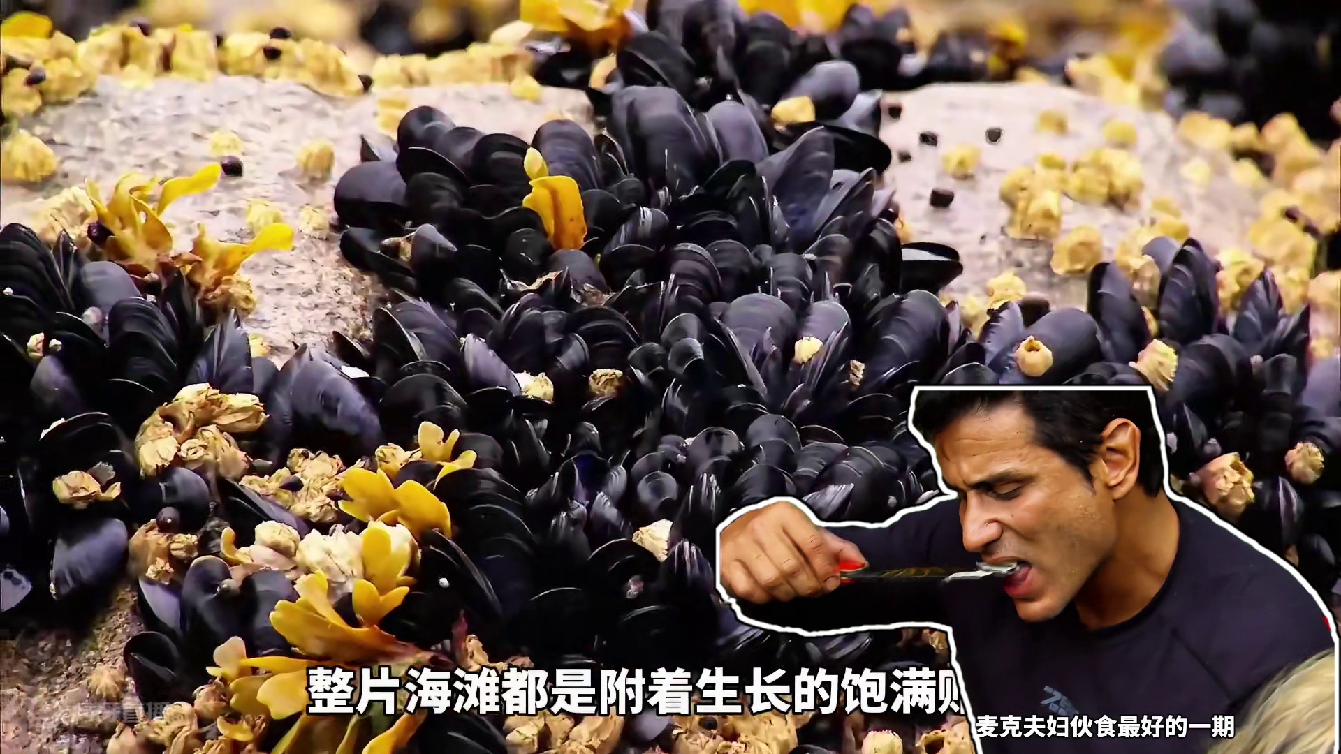 求生夫妻档伙食最好的一期，鲑鱼成群贻贝成滩，还有蓝莓鹅舌草吃#野外生存 #野外求生夫妻档 #荒野求生