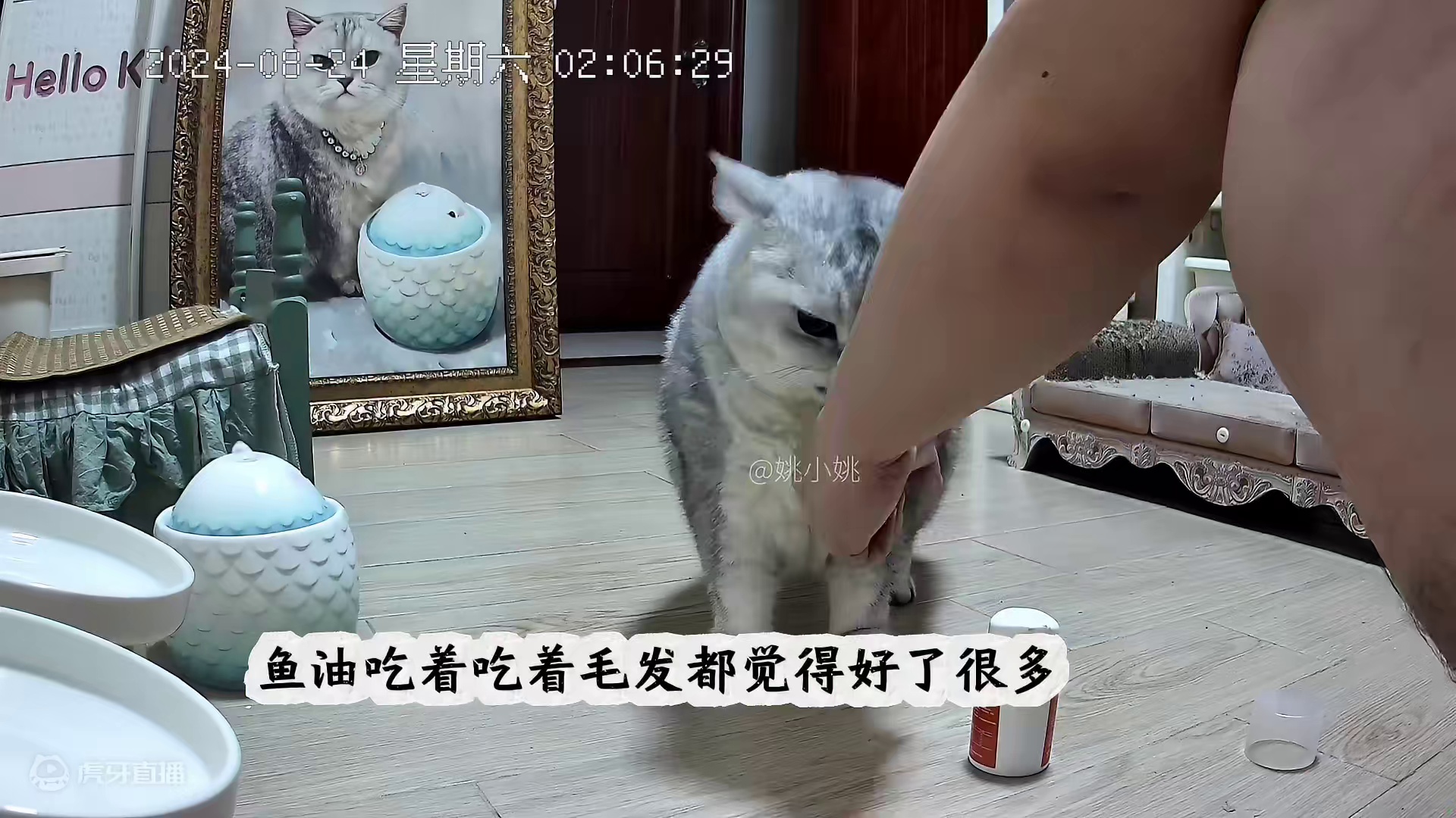 阿蛋今天喝了3次水，晚上做梦还弹起来 #记录猫咪日常 #监控下的一幕 #它真的好像个小宝宝 #抖in