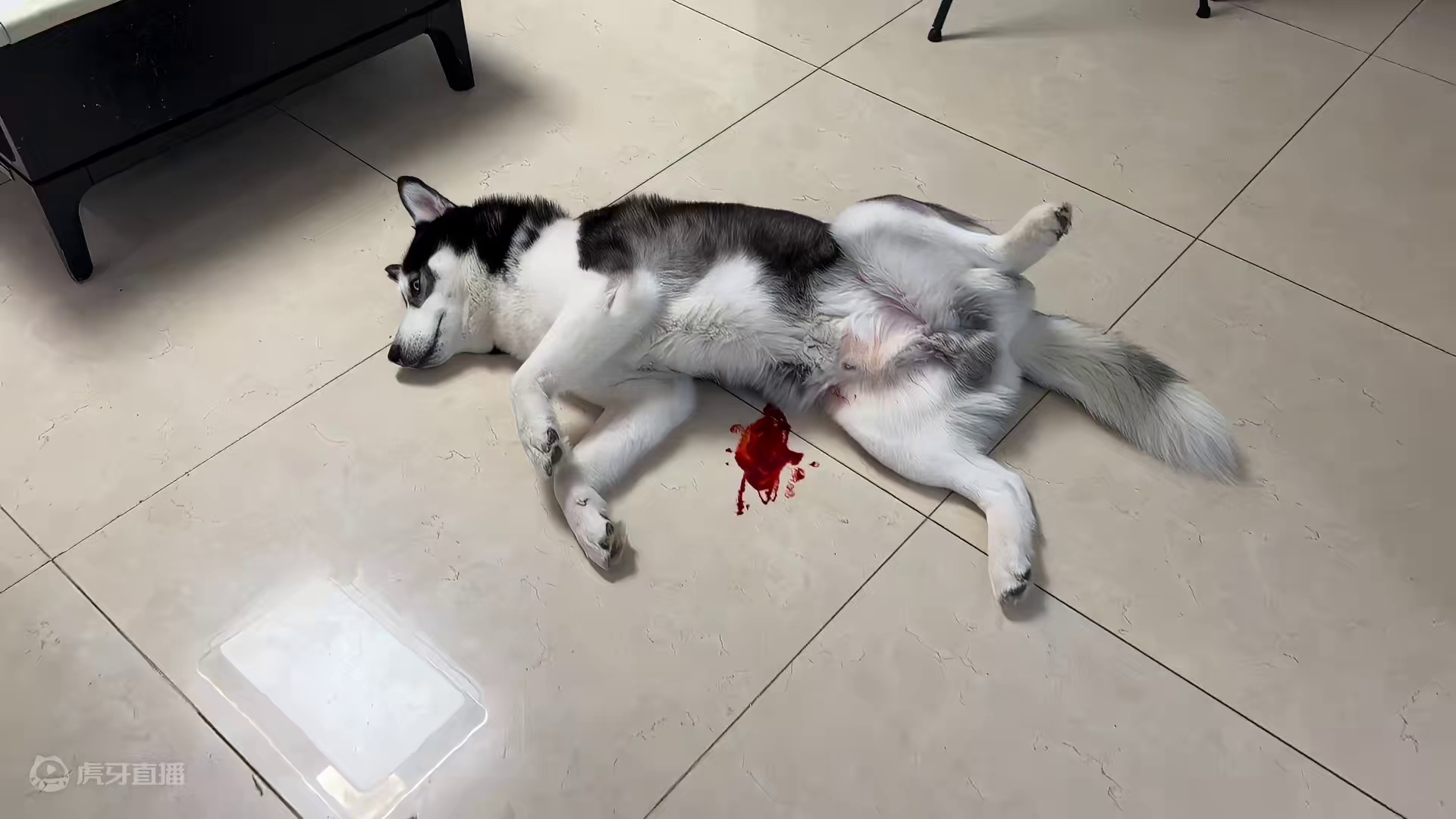 狗狗突然尿血，躺在地上奄奄一息，把女主的魂都吓没了 #二哈 #哈士奇 #萌宠出道计