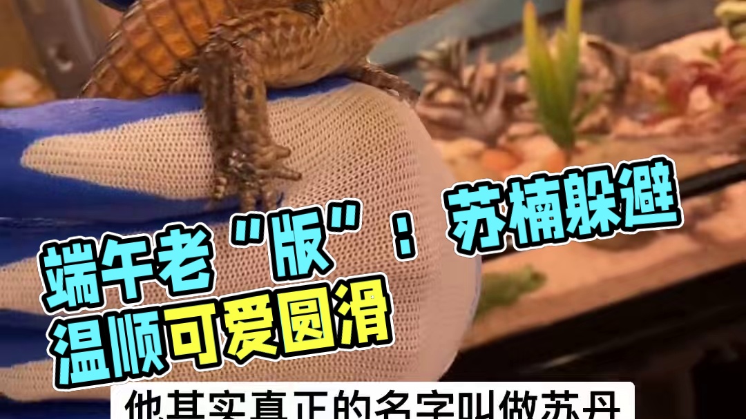 家有爬宠 端午节快乐，请了个老“版”