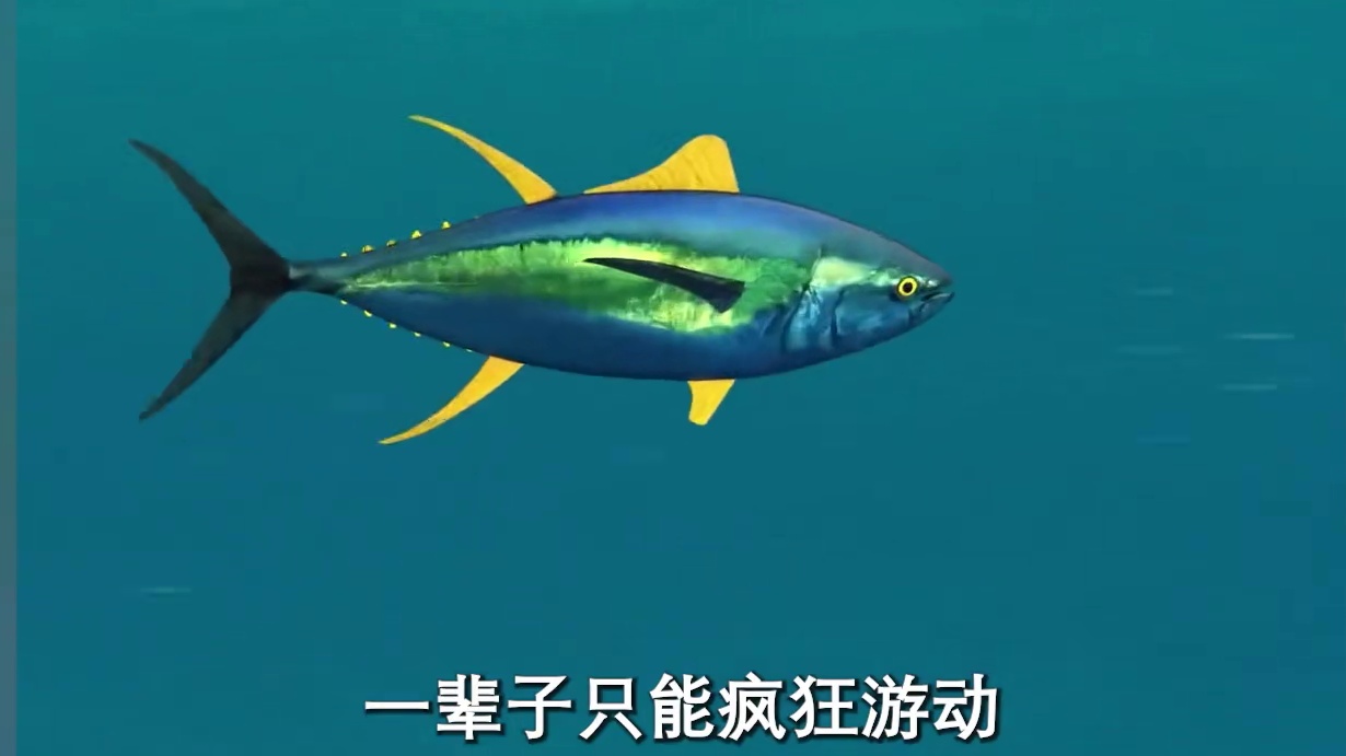 金枪鱼的一生竟然如此悲惨，看完之后你还会吃吗#金枪鱼 #罐头 #制作过程