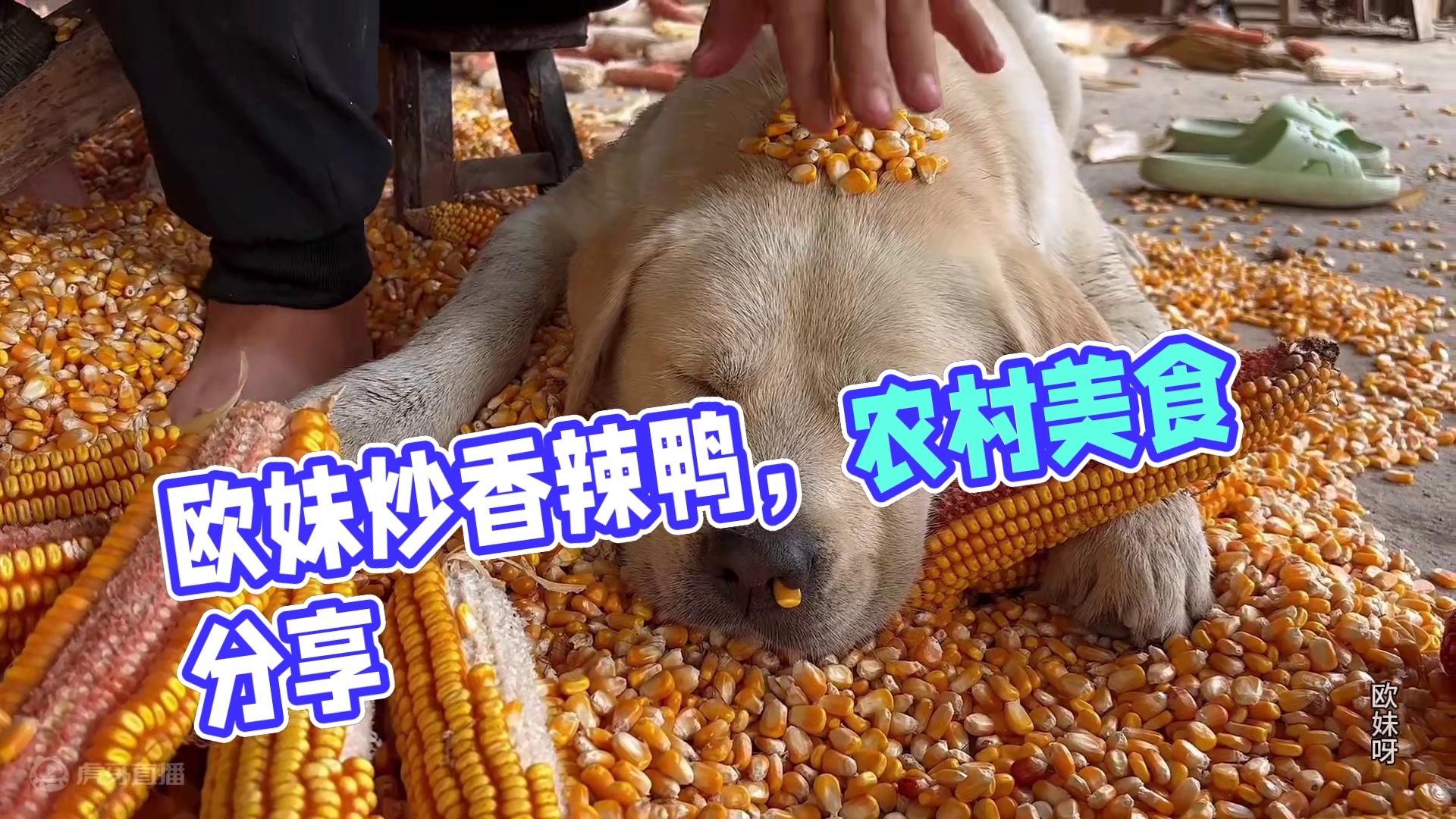 今天老妈和侄女来了，欧妹炒一锅香辣鸭几人吃过瘾 #农村生活 #记录生活 #美食 #农村美食