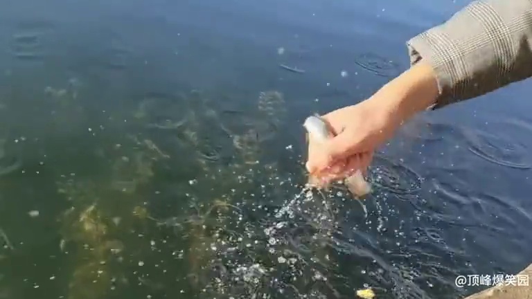 会钓鱼的和不会钓鱼的都沉默了 #钓鱼 #钓鱼佬 #离谱 #看一遍笑一遍