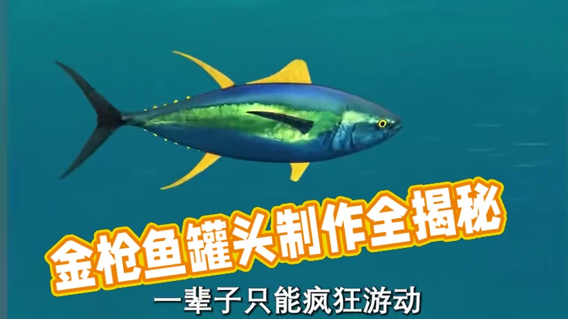 金枪鱼罐头原来是这样制作的#金枪鱼 #金枪鱼罐头