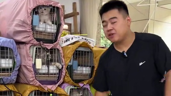 屏幕前的家长们！请签收你的小可爱~#壮实说猫 #蓝金 #拿破仑