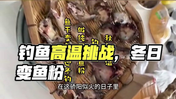 秋初高温，钓小鱼做纯正好鱼粉，鱼干变鱼粉迎冬钓 #钓鱼人 #钓鱼 #爱钓鱼  #钓鱼的乐趣只有钓鱼人