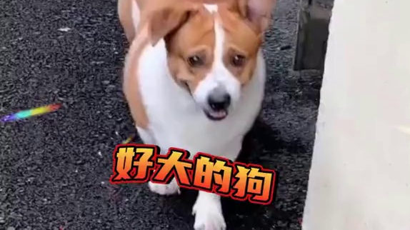 这猫猫真的太漂亮啦！！！#猫猫 #可爱到爆炸 #双标 #刘亦菲