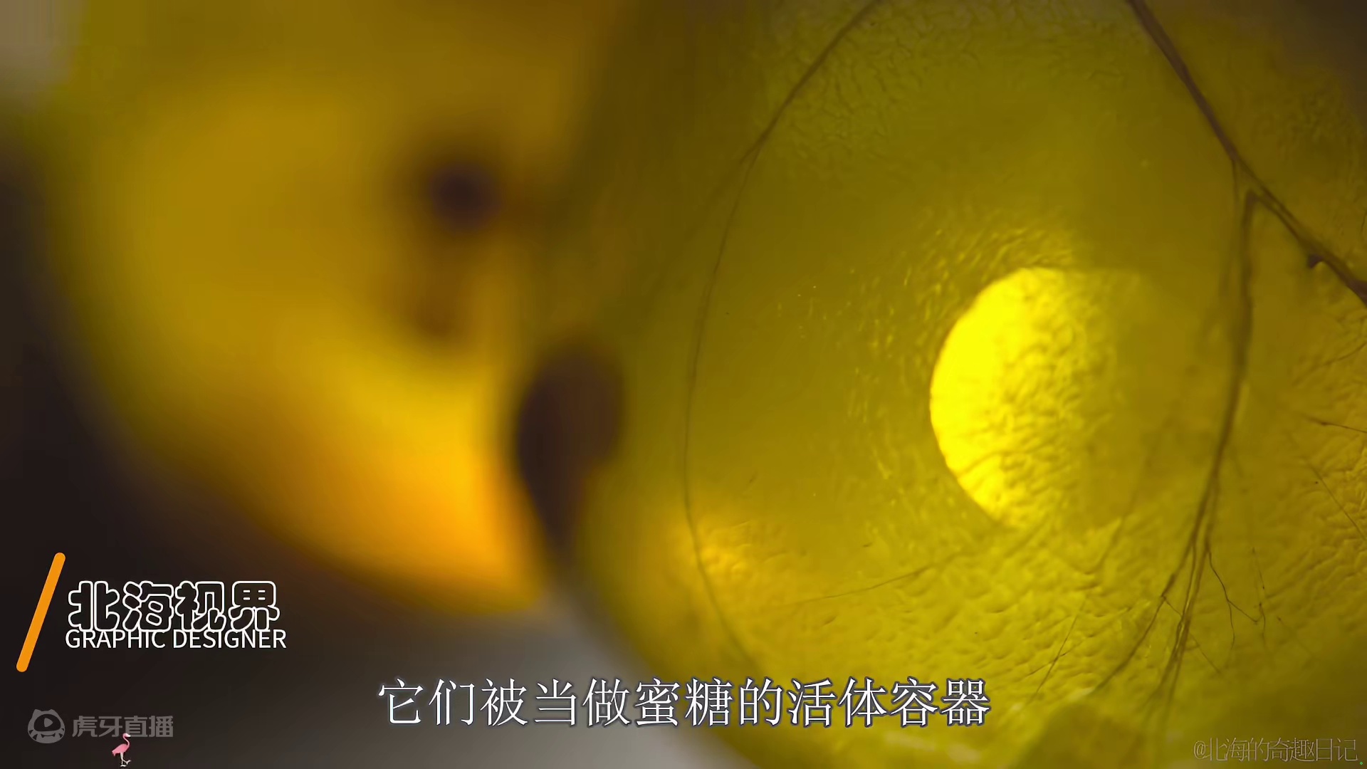 蜜罐蚁的隐秘世界