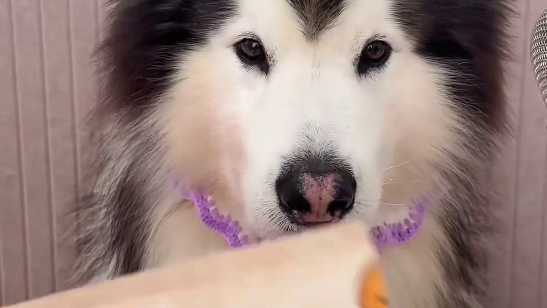 时隔多年 渣男终于战胜了兔兔…