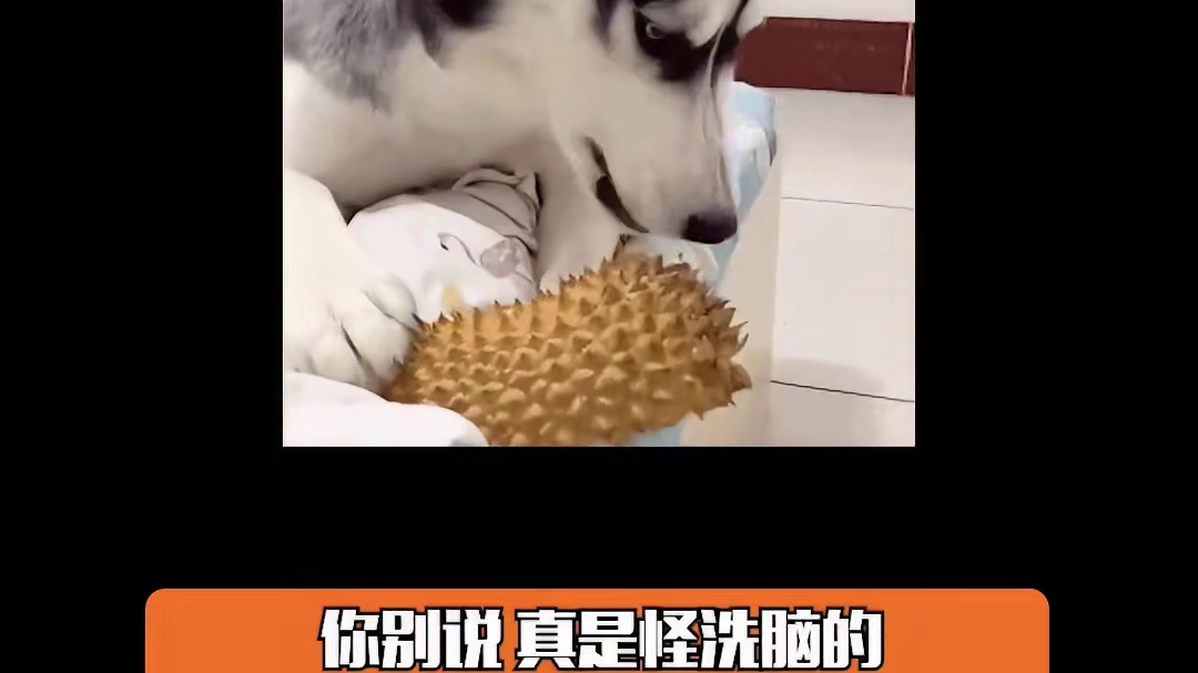 已经被歌洗脑了 坐等九月吃鸡#闻鸡齐舞挑战   #德克士9毛吃鸡  #9毛吃鸡