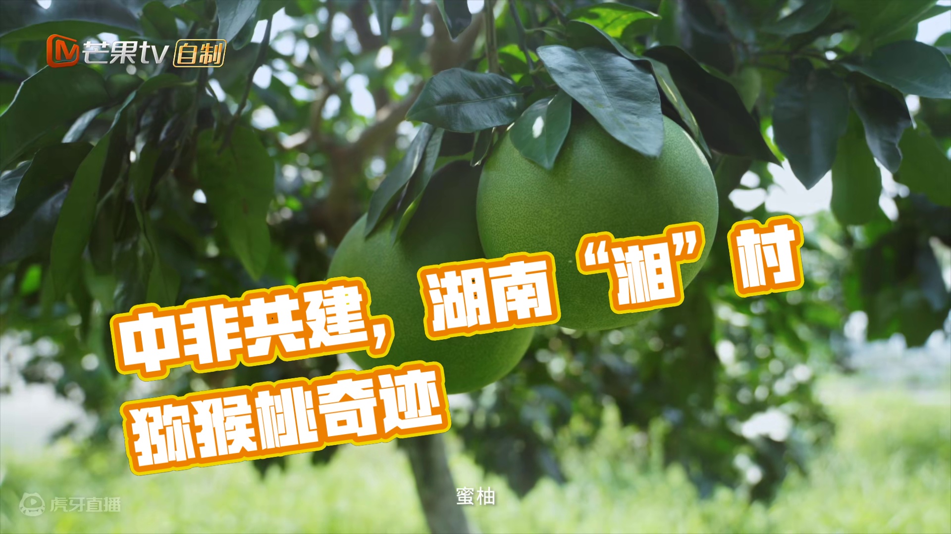 《有朋远方来》第2集：《“湘”村经济全新引擎，中非共建减贫之路》