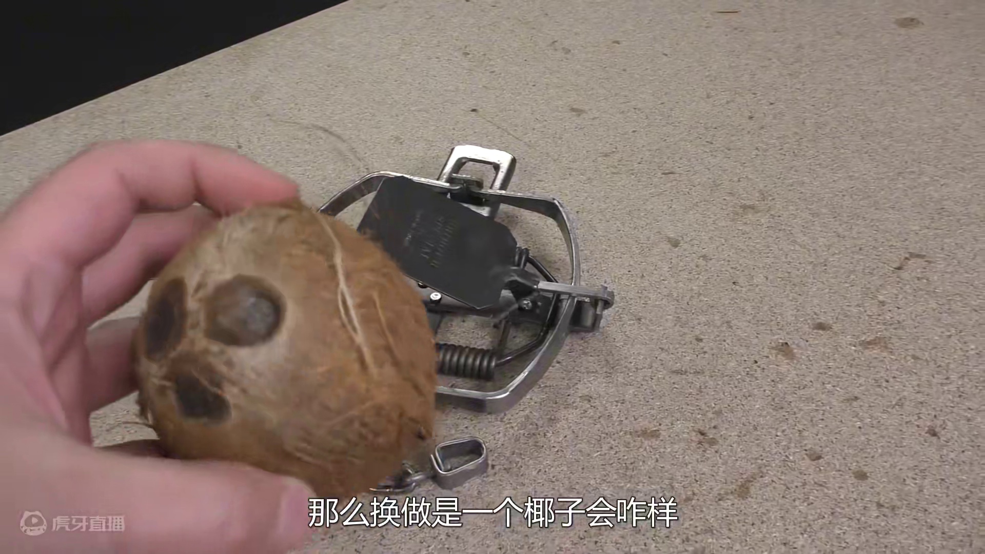 将非牛顿流体放在捕兽夹上，会发生啥？最后场面太硬核！