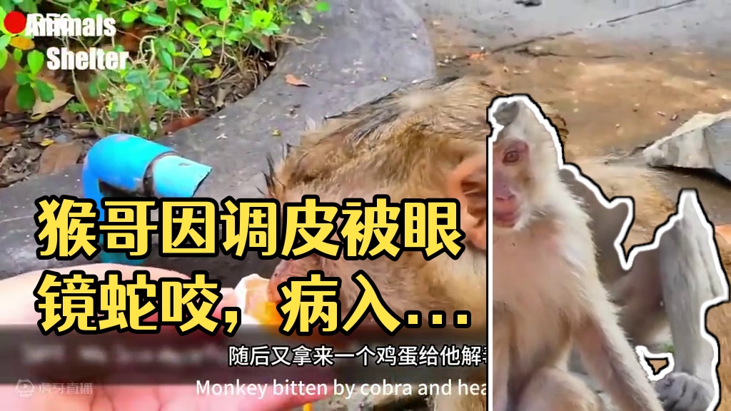 这猴子智商没的说，。 #动物的迷惑行为