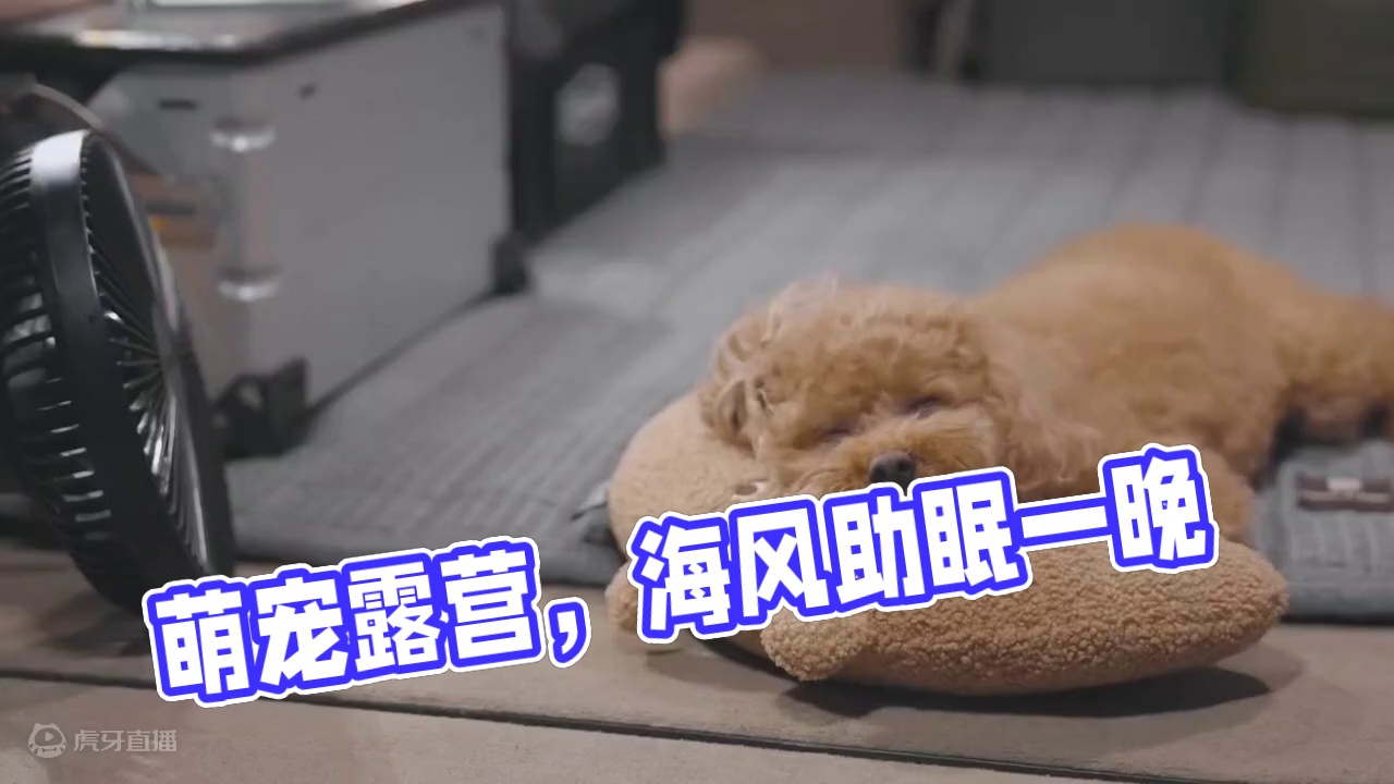 萌宠露营（一）带狗子去吹吹海风，在车上睡一晚，真是一件舒心的事情~#露营 #解压 #助眠 #萌宠 #