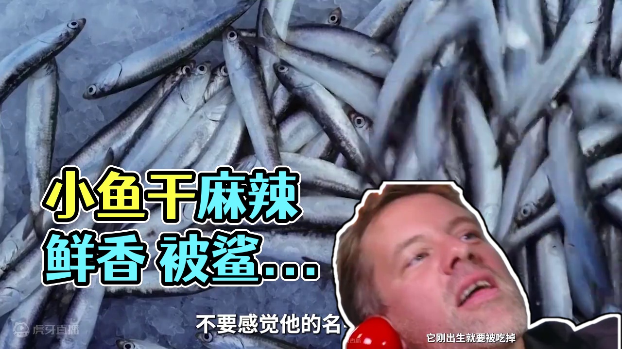 原来我们经常吃的小鱼仔还有这这样的经历#鳀鱼 #小鱼仔 #香辣小鱼仔