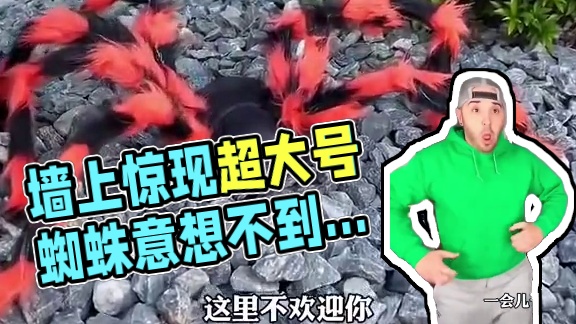 墙上惊现超大号蜘蛛，结局让人太意外了！ #看一遍笑一遍 #这操作都看傻了 #老外真会玩 #意想不到的