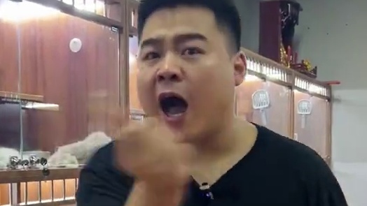 你们是喜欢霸气的缅因还是更喜欢可爱的拿破仑？#壮实说猫 #缅因 #拿破仑