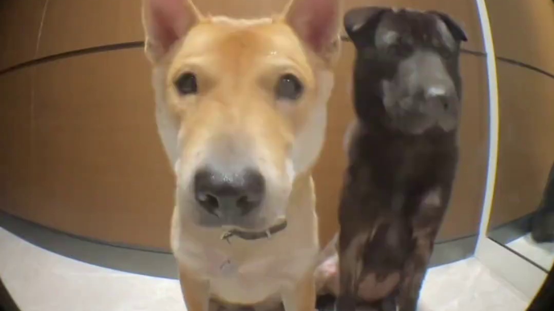 小黄：你个黑东西！皮是黑的！心也是黑的！ #狗狗 #搞笑 #万万没想到 #张戴夫要疯