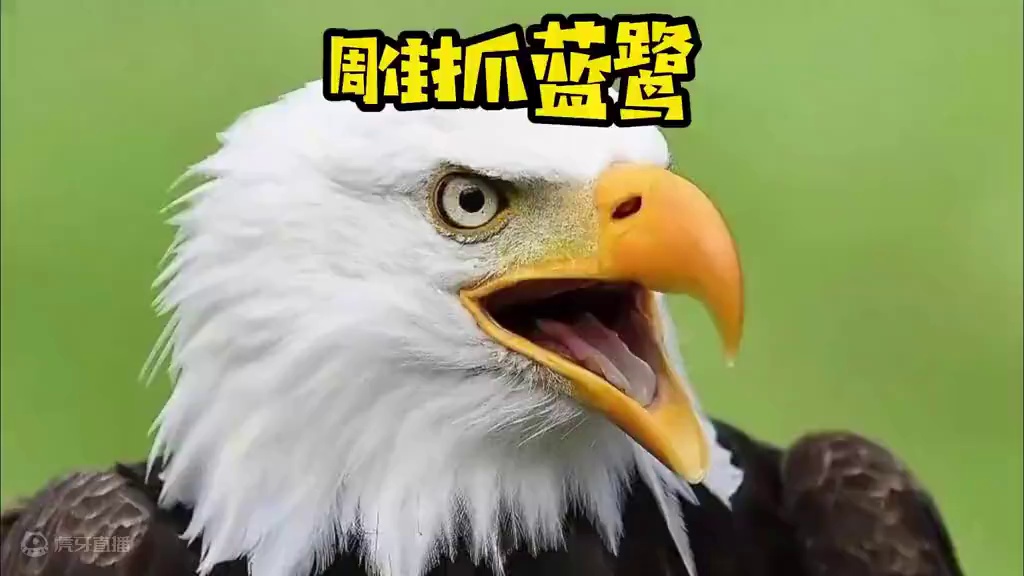 白头海雕捕抓大篮鹭#野生动物零距离#动物鸟世界