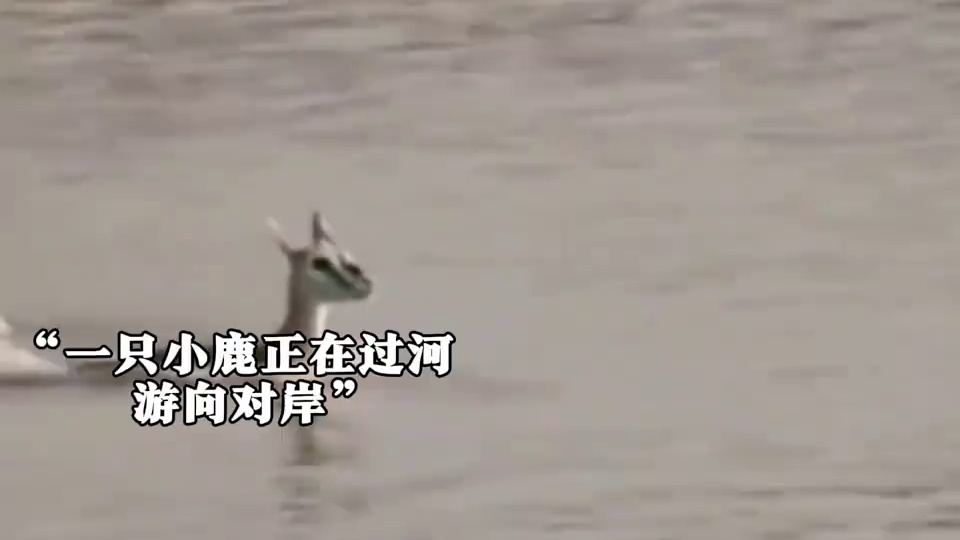 “爱是原地静静等待，母爱不分物种” #母爱无私 #母爱