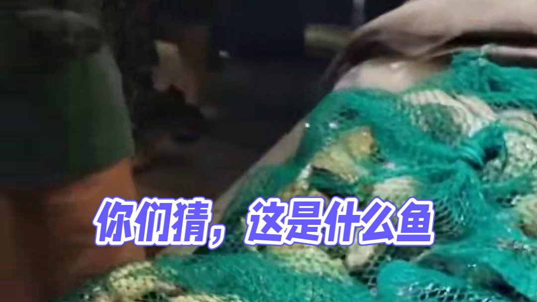 你们猜，这是什么鱼？