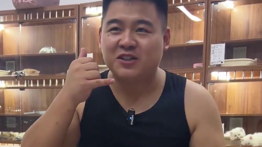 屏幕前的家长们 请签收你的小可爱~#壮实说猫 #金渐层