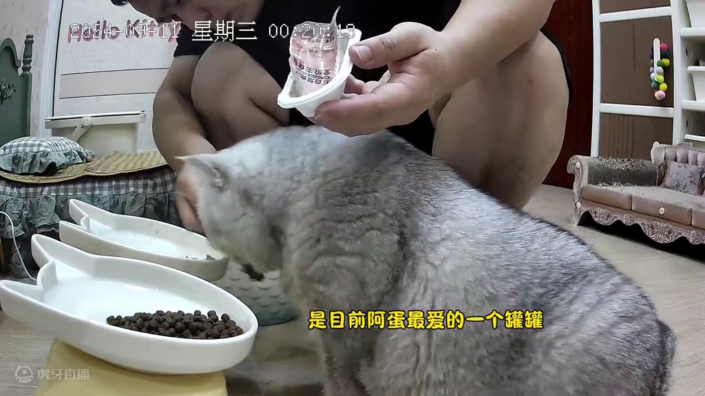 开始还嘎嘎吃猫粮，后来一拿出坦克小希鸳鸯杯，阿蛋立马钻过去了#坦克小希鸳鸯杯 #监控下的一幕 #我发