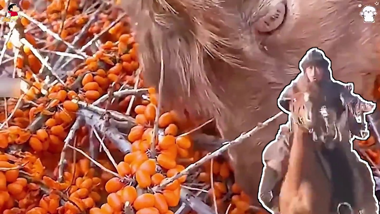 果子上长满了尖刺，可羊儿们宁愿扎破嘴也要贪婪的吃上几口。#沙棘原浆 #沙棘 #沙棘果 #好喝不贵