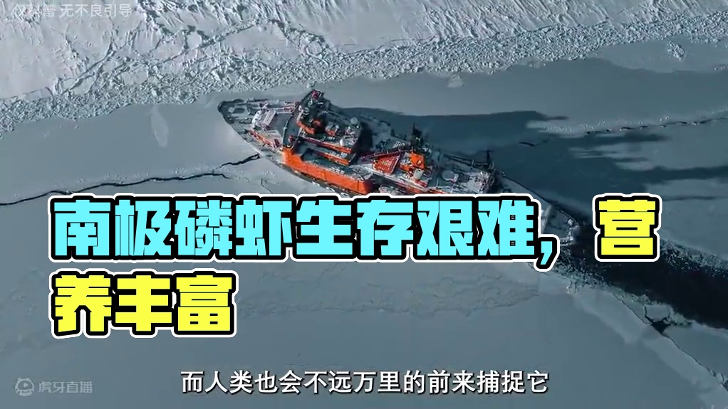 你吃过南极磷虾吗？#南极磷虾 #科普 #制造过程 #海鲜 #虾