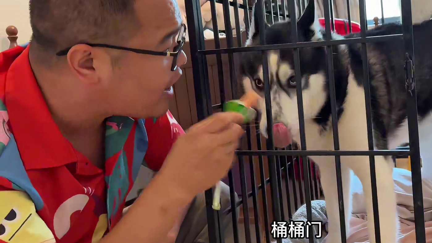 不愧是二哈，开着门的笼子居然把它给困住了，傻样笑得人肚疼 #二哈 #萌宠出道计划 