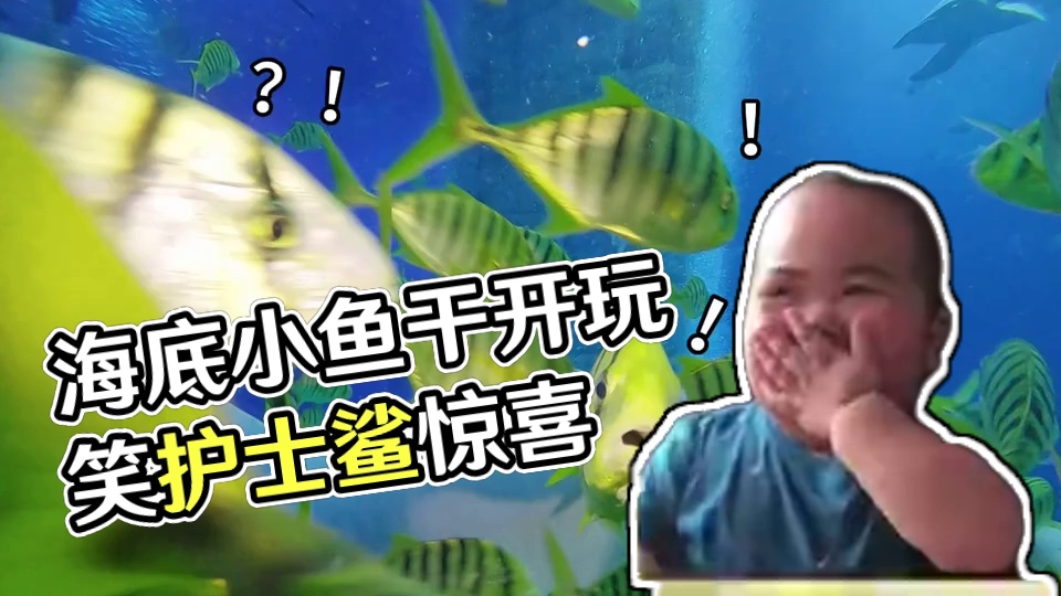 兄弟你好香～ #动物的迷惑行为 #一起看看海底世界 #护士鲨