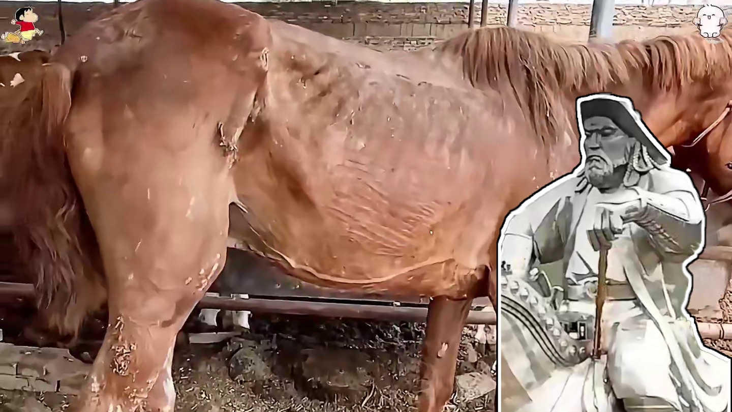 果子上长满了尖刺，可羊儿们宁愿扎破嘴也要贪婪的吃上几口。#沙棘 #沙棘果 #沙棘原浆