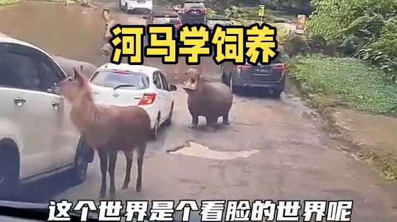河马：给点吧给点吧 #河马 #动物园 #保护动物