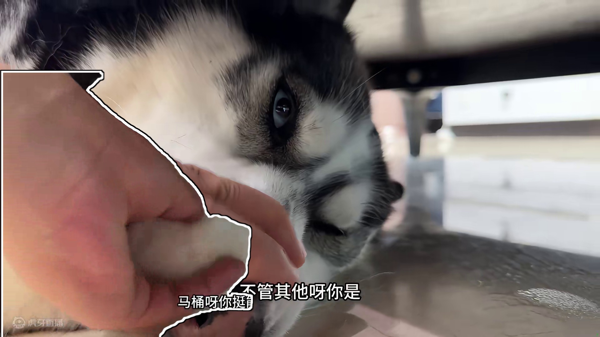 二哈犯错后怕挨揍，居然藏到桌子底下躲灾，滑稽的样子笑得我肚疼 #二哈 #哈士奇 #快手青年计划来了 