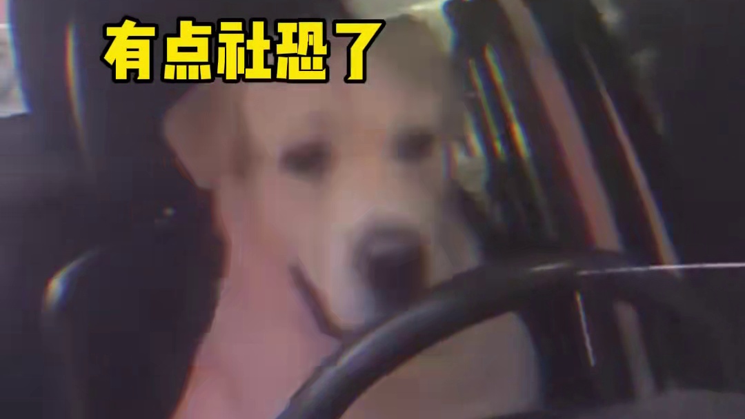 狗子：完啦，这下是真闯大祸啦#狗狗 #动物的迷惑行为 #狗子成精了 #金毛